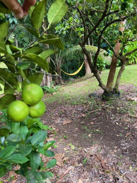 Villa Coco Caraibes Deshaies Eksteriør billede